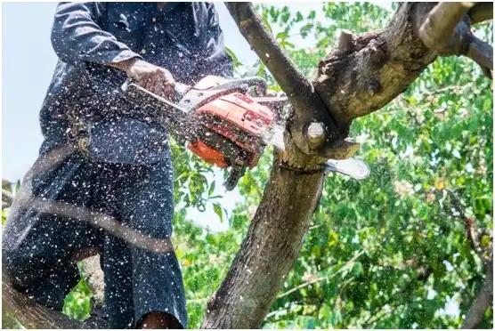 tree services Bevil Oaks